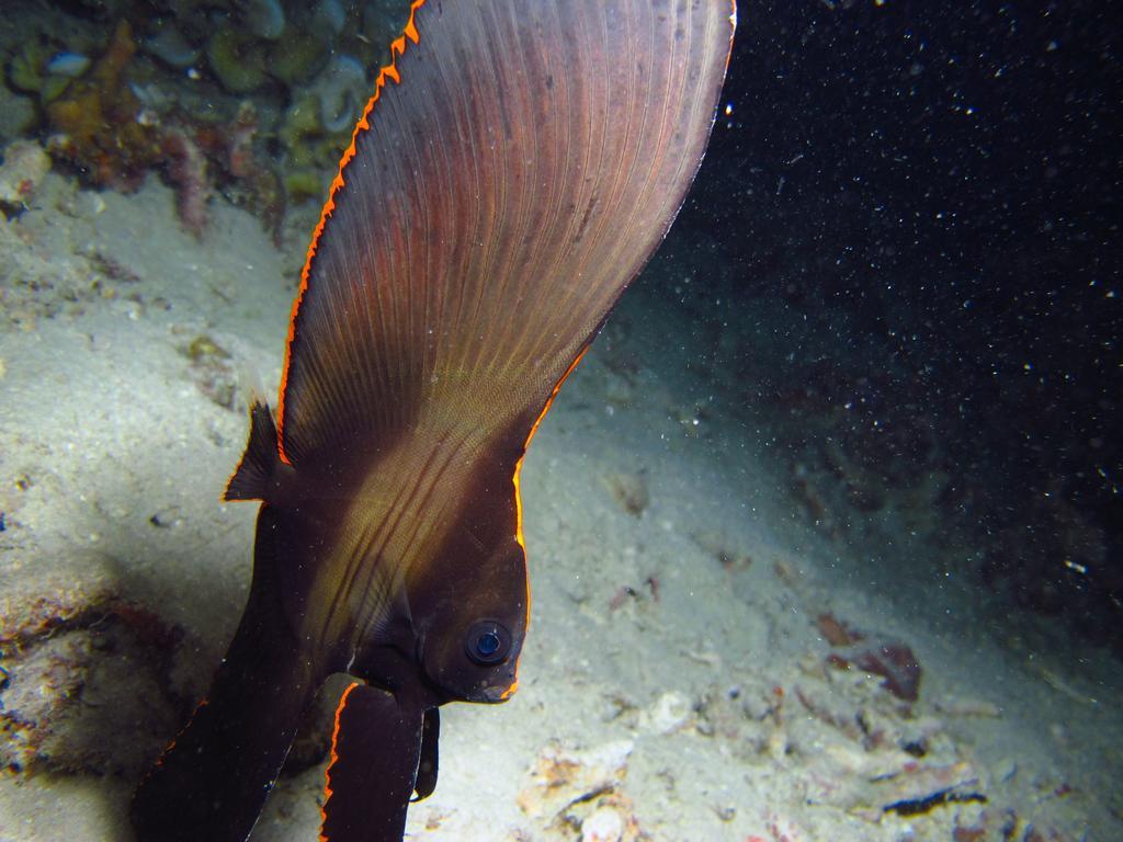 Chindonan Dive And Beach Resort Корон Экстерьер фото