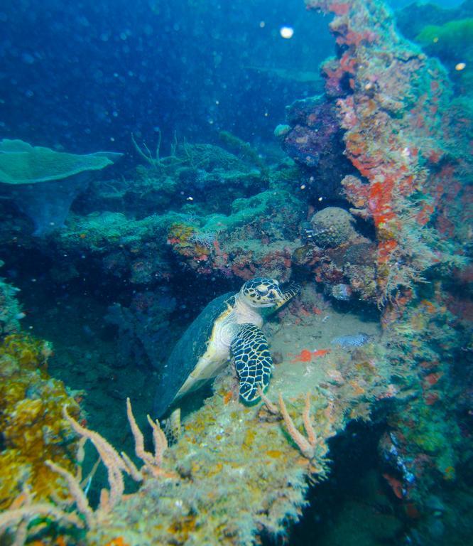 Chindonan Dive And Beach Resort Корон Экстерьер фото